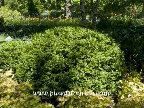 Chicagoland Green Boxwood (Buxus) A shorter compact Boxwood that retains its green color in the winter.